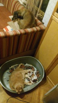 у нас это обычное явление