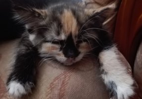 Секрет отличной фотографии прост, как "раз-два"!
1. Берёте котейку.
2. Фотографируете.

Шутка.