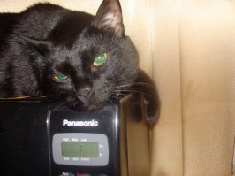 Звериков  ВОСПИТЫВАТЬ надо!!! Только не бить-убивать, а разговаривать с ними, объяснять что к чему. У меня был кот, который в быту вёл себя порой приличней, чем я сама...