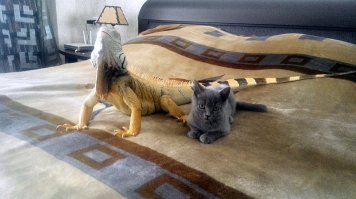 Ну не знаю, у меня собачий коврик кот с собакой честно делят на пополам. Собака ему разрешает, типа маленький совсем (четыре месяца коту). Но если ей надоедает, или она вытянуться хочет), она просто его клювом с коврика спихивает и все дела.
И с игуаной по-братски нашу с женой постель делят. Всё ок!))