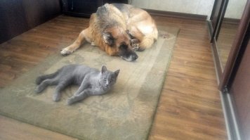 Ну не знаю, у меня собачий коврик кот с собакой честно делят на пополам. Собака ему разрешает, типа маленький совсем (четыре месяца коту). Но если ей надоедает, или она вытянуться хочет), она просто его клювом с коврика спихивает и все дела.
И с игуаной по-братски нашу с женой постель делят. Всё ок!))