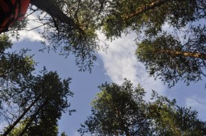 Билеты и трансфер до места стоит не дорого... приехал с палаткой и хавкой и наслаждаешься природой и видами.... Можно и туром поехать ... но это не то...Захотелось обратно в город - уехал...Все зависит только от вас самих....
Но если честно то северная Карелия мне больше по душе...