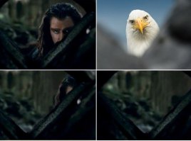 Лучшие работы конкурса смешных фотографий дикой природы