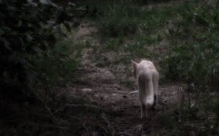 Вот вам и композиция, и котик! :)