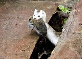 Лучшие мышеловки