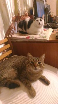 Лучшие мышеловки