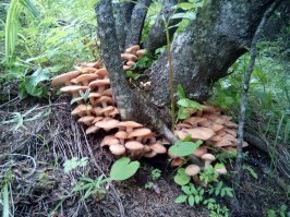 это у нас в Казахстане, месяц - август.
фиолетовый правда не знаю что за гриб) подскажите если кто знает, но точно знаю что съедобный, пробывал:)