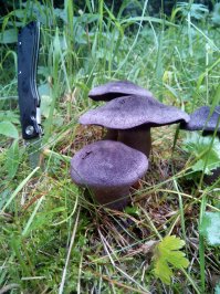 это у нас в Казахстане, месяц - август.
фиолетовый правда не знаю что за гриб) подскажите если кто знает, но точно знаю что съедобный, пробывал:)