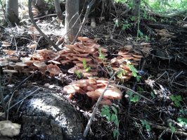 это у нас в Казахстане, месяц - август.
фиолетовый правда не знаю что за гриб) подскажите если кто знает, но точно знаю что съедобный, пробывал:)