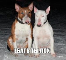 19 собак, по которым тюрьма плачет