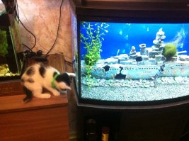 всегда завораживало море и его пучины, история "титаника" для меня болезнь, Жена говорит что я помешен на нем! и я не один такой! когда смотрю фотки затонувших кораблей чувства переполняют кода представляю какая великая сила моря и океаны! а вот мой затонувший корабль, и первый выпуск газеты нью йорк таймс о гибили титиника ) в туалете висит!))