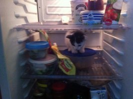 собака в холодильник )) Сегодня с утра полез в холодильник достать свой корм на работу, дома холодно отопление не дали, малой шмыг и сидит!