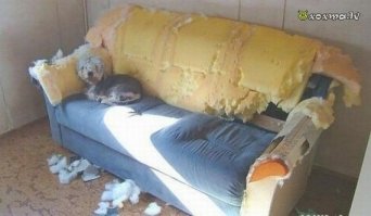19 собак, по которым тюрьма плачет