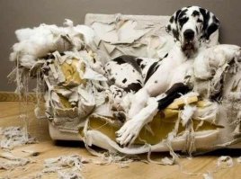 19 собак, по которым тюрьма плачет