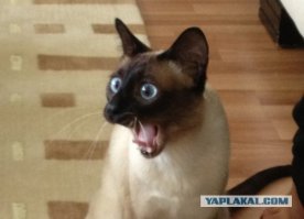 Очередная подборка кошмаров из соцсетей