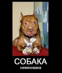 19 собак, по которым тюрьма плачет