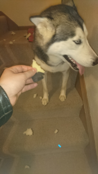 19 собак, по которым тюрьма плачет