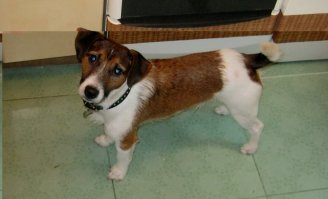 не, бесполезно если джек...энергии море, мой аж линолеум  умудрялся кусками сдирать, про пульты и обувь молчу. Да-да, воспитывали, прекрасно знал, что нельзя, домой заходишь и если он из будки носа не кажет, значит ищи полный пизнес. Сейчас 7 лет, остепенился )))