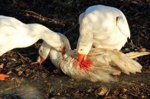 Очередная порция трэша, ужаса и боли из социальных сетей!