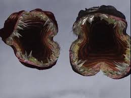 Не овеняйте бедного пёсика, не видитите, ему страшно.....это всё ужасные ЛАНГОЛЬЕРЫ...только они могут такое сделать с квартирой....С.Кинг был прав, они существуют.....)))