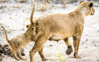 тут, видимо, фантазии не хватило на комментарий фото_)))