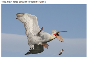 Лучшие работы конкурса смешных фотографий дикой природы