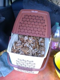 А это у нас в Новосибирске.