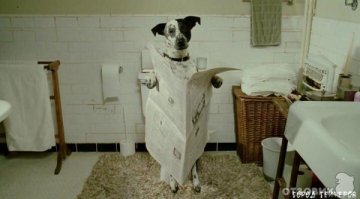 19 собак, по которым тюрьма плачет
