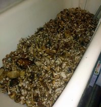 Прогулялся по парку...