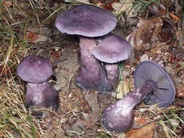 Тихая осенняя охота (опята)