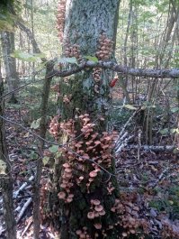 Прогулялся по парку...