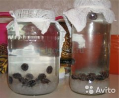 был всю жизнь дома)) всегда его пили!)) щя не давно купил на авито индийский или морской рис, тот же гриб только вкус не много другой, нормас тема! бодрит после застолья ) и полезный! 150 р вроди бы откинул на три литра банку