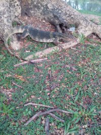 Вообще там хороший парк, тренажеры стоят - люди спортом занимаются