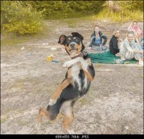 Лучшие работы конкурса смешных фотографий дикой природы