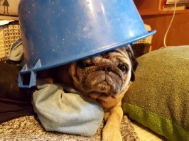 Когда то мой мопс был крабом :)))