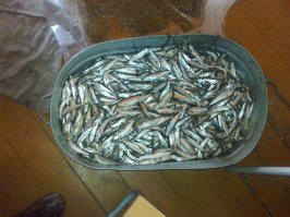 . Да нет. :) В России ныть просто не принято. Что я не так сказал-то пояснишь?  Вот тебе север Енисея. поселок Суломай тот-же, можешь на карте его  посмотреть.  От поселка по квотам ловят осетра,  икра за кг. - 10 т.р. в закупе, тугуны - это рыбки как на фото внизу - одна тонь неводом 8-10 кг. принимают на барже в закупе 250р. за кг.  Т.е. час работы - 2000р. Медведь - шкура, лапы, струя принимается от 17 до 25 т.р. с одного зверя,  все мясо остается тебе (250-400 кг) Только его варить долго нужно, чтобы трихинелезом не заразиться. Они все им заражены.  
.  Я родной каждый год езжу на север, обожаю его, осетр 38 кг. , когда стейк даже в сковородку не влезает и 7-9 литров икры черной, - пятиминутка - безумно вкусная. И вижу как там живут пенсионеры, которым страдать нужно оказывается и выживать. По два снегохода, катера с японскими моторами, кс-ки, и кто не ноет как-ты. А работатет - зарабатывает от 200 тыр в месяц. Летом покосы - в конце лета тугуны, осенью налимы-щуки, зимой пушнина.