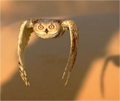 Удачные фотографии птиц