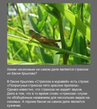 Нифига не потому стрекоза пропела. А пропела она потому, что дедушка Крылов не придумал свою басню, а перевел с французского басню Лафонтена, а та басня была про кузнечика и муравья.