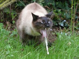 Простите, но..