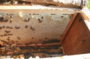 Приносимый пчелами нектар имеет высокую влажность, консистенция его близка к воде, если его сразу же откачать, то храниться он будет недолго, другими словами прокиснет. Пчелы обмахивают крыльями соты с мёдом, тем самым "выпаривая" лишнюю влагу, уменьшая влажность до 20% процентов, потом интуитивно определяя зрелость мёда, консервируют (запечатывают) его, отбирая запечатанный мёд, пчеловод гарантированно собирает зрелый мёд, представленный же улей позволяет обирать не зрелый мёд (нектар) ниже представлено фото рамки зрелого мёда с собственной пасеки