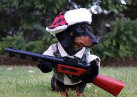 15 такс в смешных костюмах, с упоением наслаждающихся жизнью