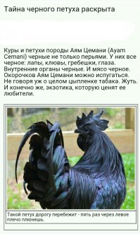 Чёрный петух индонезийской породы аям чемани