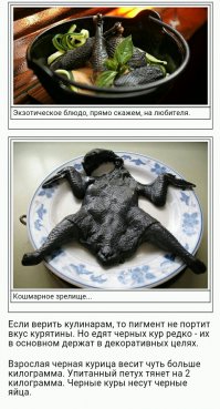 Чёрный петух индонезийской породы аям чемани