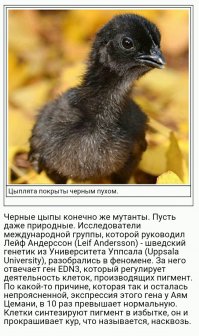 Чёрный петух индонезийской породы аям чемани