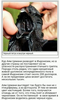 Чёрный петух индонезийской породы аям чемани