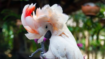 В Тайланде сфоткал этого попугая