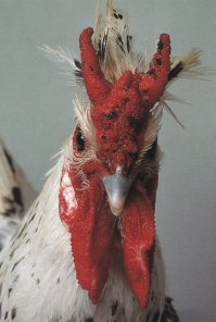 Вот с таким его скрестить , будет вообще ад.