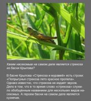 Мне что-то подсказывает, что слово "пропела" нужно понимать как "проипала"