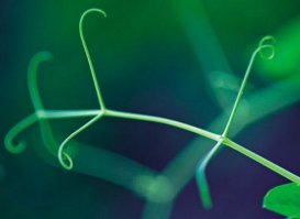 Угадайте что это?
Растение или насекомое?