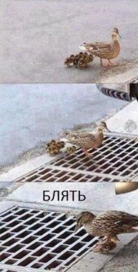 Спасение утят, провалившихся в ливневую канализацию
